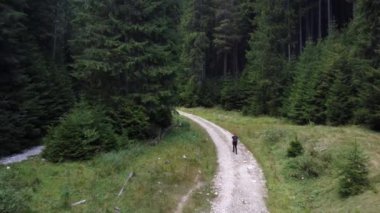 Mutlu genç adam yaz ormanında yolda yürüyor. Erkek gezgin.