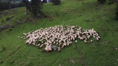 Hava, insansız hava aracı, bir koyun sürüsünün üzerinde, bir dağda serada.