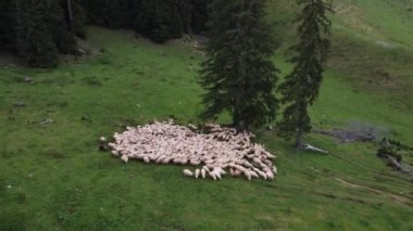 Yeşil tarlada otlayan koyun sürüsünün hava görüntüsü. Koyunların etrafında dönüyor