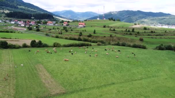 村と山の近くの緑の牧草地で牛の群れの空中ビュー — ストック動画