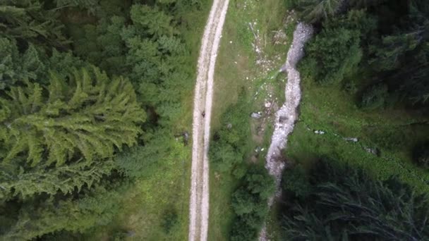 Vista aérea de arriba hacia abajo de un hombre caminando por un sendero que revela los pinos altos — Vídeos de Stock