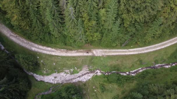 Top down aerial view of a hiker walking across a curved trail road in summertime — Wideo stockowe