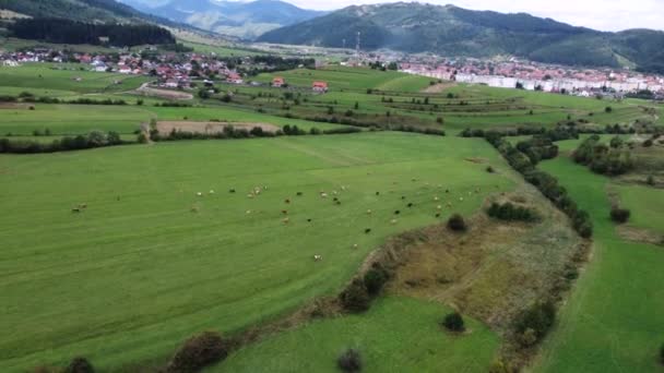 Aerial footage of cows. Dairy farm of a green field close to a small village — Stock Video