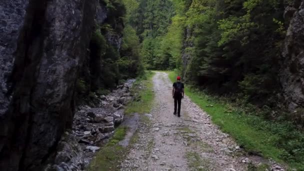 Hiker in the forest park. Adventure Lifestyle a travel Ecotourism concept — Stockvideo