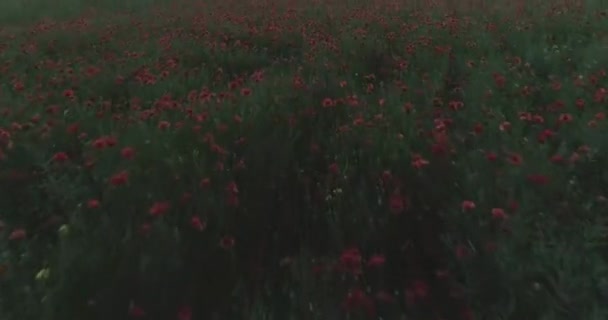 Letí Nad Polem Červených Máků Při Západu Slunce Krásné Květiny — Stock video
