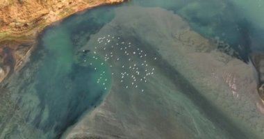 Nehirde uçan bir kuş sürüsünün kendi hava manzarası. Ağustos 2021 'de Romanya' da çekilen en kaliteli 4K DJI Mavin 35.1 km görüntü