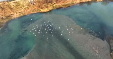 Efsanevi büyük bir kuş sürüsünün üzerinden uçmak. Mavi gölün üzerinde doğal renklerde uçuyor. Ağustos 2021 'de Romanya' da çekilen en kaliteli 4K DJI Mavin 35.1 km görüntü
