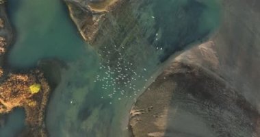 Efsanevi büyük bir kuş sürüsünün üzerinden uçmak. Mavi gölün üzerinde doğal renklerde uçuyor. Ağustos 2021 'de Romanya' da çekilen en kaliteli 4K DJI Mavin 35.1 km görüntü