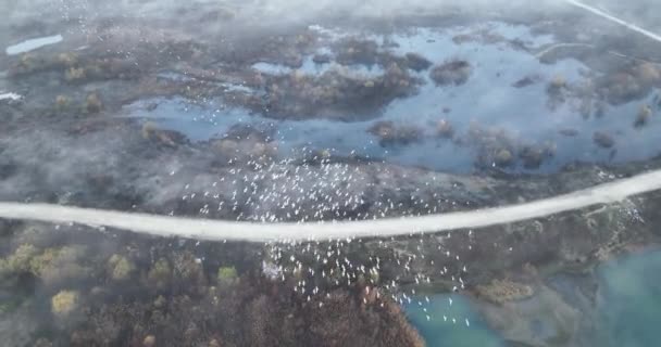 Flying Epic Large Flock Birds Flying Blue Lake Natural Fog — Stock Video