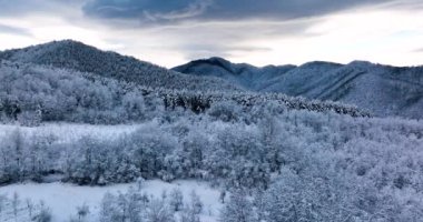 Kış ormanı doğası, kış ağaçları ve dağlık araziyi kaplamıştır. Ocak 2022 'de Romanya' da güneşli bir günde yüksek kaliteli DJI Maviç 35,1k ve 4k 'lık görüntüler çekildi.