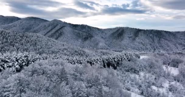 Lassan Ráközelítünk Drónfelvételekre Hóval Borított Fák Felett Repülsz Egy Felhős — Stock videók