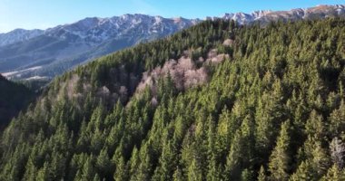 Aerial drone View flight revealing the top of the mountain on a sunny day. High-quality 5.1k DJI Mavic 3 4k footage shoot in December 2021 in South Romania