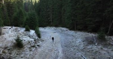Yürüyüş yapan kadınlar dağ ağaçlarının tadını çıkarıyorlar. Ormanda yürüyen gezgin kadın. Yüksek kaliteli 5.1k DJI Maviç Aralık 2021 'de Güney Romanya' da 34k 'lık çekim