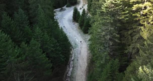 Жінки Подорожують Ландшафтними Гірськими Деревами Мандрівниця Ходить Лісом Високоякісна Зйомка — стокове відео