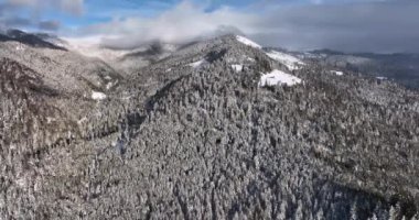 Drone shots of trees and pines in winter white from the snow, sunny aerial view. High-quality DJI Mavic 3 5.1k and 4k footage shot in January 2022 in Borsa, Romania a town in eastern Maramures County
