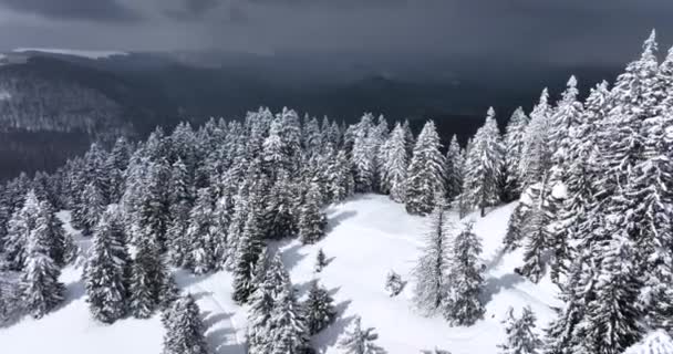 Top Drone View Snow Covered Mountain Landscape Altitude 1600 High — ストック動画