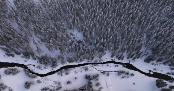 Top Drone Aerial View Snowy Rocky Mountain Evergreen Trees High — Vídeo de stock