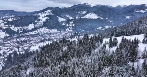 Winter Forest Nature Snow Covered Winter Trees Alpine Landscape Late — Stock video