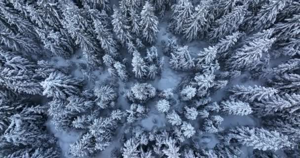 Top Aerial Snow Mountain Forest Winter Nobody Nature Landscape High — Stockvideo