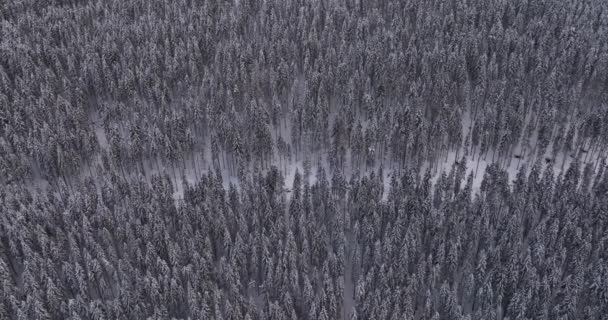 Top Drone Aerial View Snowy Rocky Mountain Evergreen Trees High — 图库视频影像