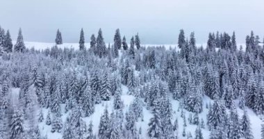 Aerial top view of a Spruce forest. Cinematic winter scenery. Frozen forest snow. High-quality DJI Mavic 3 5.1k and 4k footage shot in January 2022 in Borsa, Romania a town in eastern Maramures County