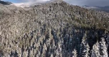 Drone shots of trees and pines in winter white from the snow, sunny aerial view. High-quality DJI Mavic 3 5.1k and 4k footage shot in January 2022 in Borsa, Romania a town in eastern Maramures County