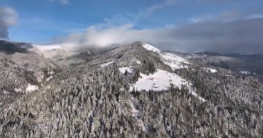 Drone shots of trees and pines in winter white from the snow, sunny aerial view. High-quality DJI Mavic 3 5.1k and 4k footage shot in January 2022 in Borsa, Romania a town in eastern Maramures County