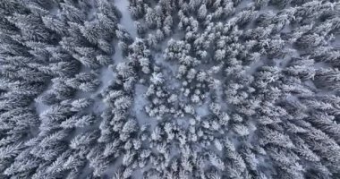 Aerial overhead view of snow-covered pine trees after a cold, icy snowstorm. High-quality DJI Mavic 3 5.1k and 4k footage shot in January 2022 in Borsa, Romania a town in eastern Maramures County