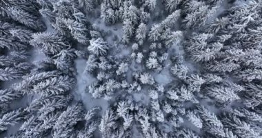 Top-down drone aerial view through snowy rocky mountain evergreen trees. High-quality DJI Mavic 3 5.1k and 4k footage shot in January 2022 in Borsa, Romania a town in eastern Maramures County