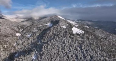 Drone shots of trees and pines in winter white from the snow, sunny aerial view. High-quality DJI Mavic 3 5.1k and 4k footage shot in January 2022 in Borsa, Romania a town in eastern Maramures County