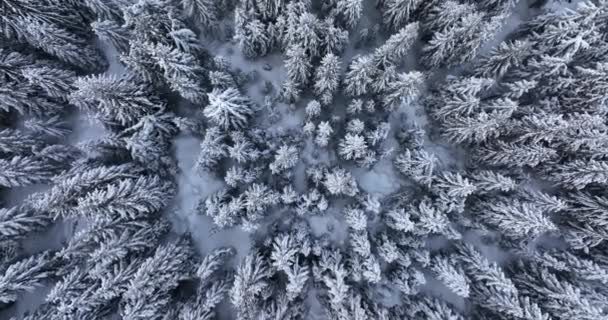 Вид Сверху Беспилотника Сквозь Снежные Скалистые Вечнозеленые Деревья Высококачественный Dji — стоковое видео