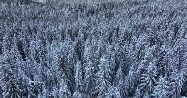 Aerial Top View Spruce Forest Cinematic Winter Scenery Frozen Forest — Stock video