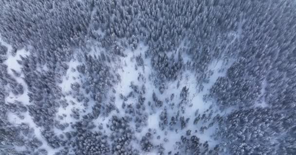 Top Drone Aerial View Snowy Rocky Mountain Evergreen Trees High — Vídeos de Stock