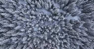 Aerial overhead view of snow-covered pine trees after a cold, icy snowstorm. High-quality DJI Mavic 3 5.1k and 4k footage shot in January 2022 in Borsa, Romania a town in eastern Maramures County