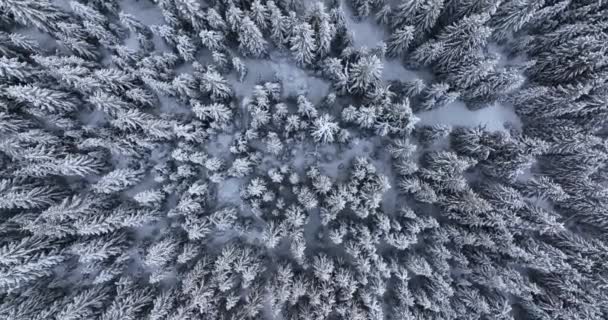 Aerial Overhead View Snow Covered Pine Trees Cold Icy Snowstorm — Stock video
