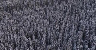 Top-down drone aerial view through snowy rocky mountain evergreen trees. High-quality DJI Mavic 3 5.1k and 4k footage shot in January 2022 in Borsa, Romania a town in eastern Maramures County