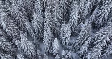 Aerial overhead view of snow-covered pine trees after a cold, icy snowstorm. High-quality DJI Mavic 3 5.1k and 4k footage shot in January 2022 in Borsa, Romania a town in eastern Maramures County