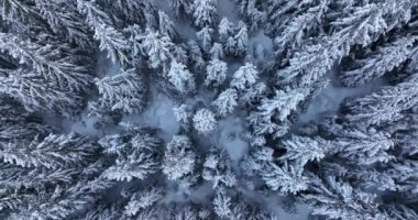 Top-down drone aerial view through snowy rocky mountain evergreen trees. High-quality DJI Mavic 3 5.1k and 4k footage shot in January 2022 in Borsa, Romania a town in eastern Maramures County