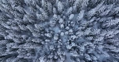 Top-down drone aerial view through snowy rocky mountain evergreen trees. High-quality DJI Mavic 3 5.1k and 4k footage shot in January 2022 in Borsa, Romania a town in eastern Maramures County