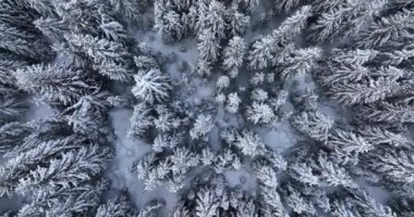 Top-down drone aerial view through snowy rocky mountain evergreen trees. High-quality DJI Mavic 3 5.1k and 4k footage shot in January 2022 in Borsa, Romania a town in eastern Maramures County
