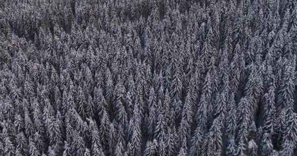 Top Drone Aerial View Snowy Rocky Mountain Evergreen Trees High — Vídeo de stock