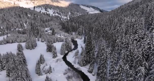 Scenic Top Aerial Video Birch Forest Valleys Froze Snowy Mountains — Stock Video