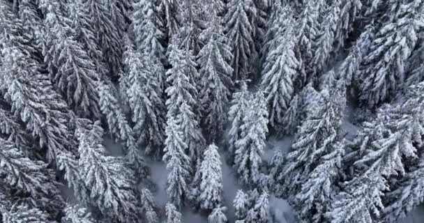 Aerial Overhead View Snow Covered Pine Trees Cold Icy Snowstorm — 图库视频影像