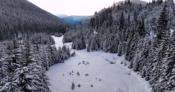 Dense Evergreen Spruce Forest Covers White Snow Capped Hills Romania — Stok video