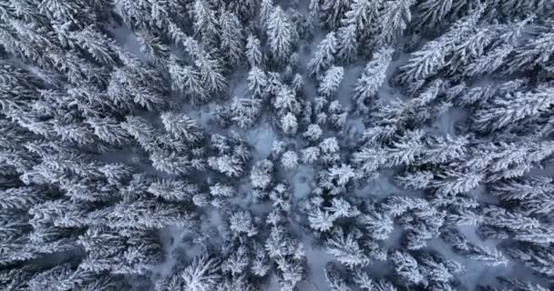 Top Drone Aerial View Snowy Rocky Mountain Evergreen Trees High — Stock videók