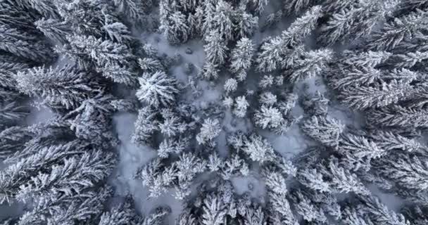 Top Drone Aerial View Snowy Rocky Mountain Evergreen Trees High — Stockvideo