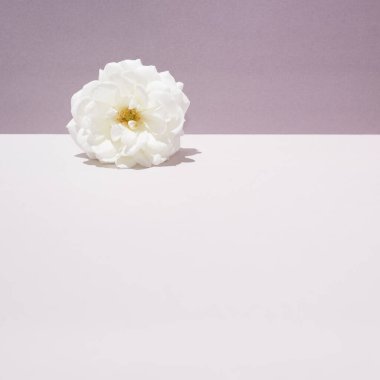 İki tonlu beyaz bir gül. Yaz temalı kavramsal bir ortam. Pastel renkler.