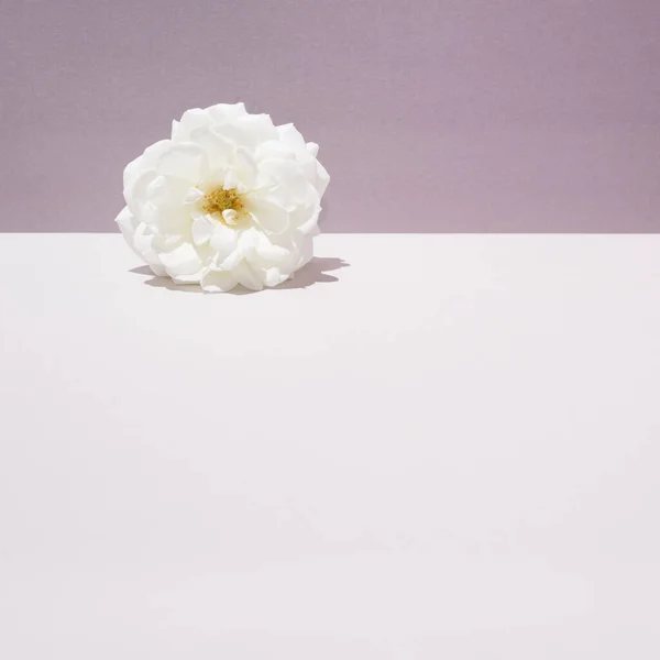 Biała Róża Dwutonowym Tle Konceptualne Ustawienie Temat Lata Pastelowe Kolory Zdjęcie Stockowe