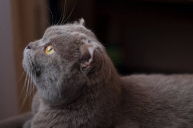 İskoç bakışları sonsuzluğu fırlatır.