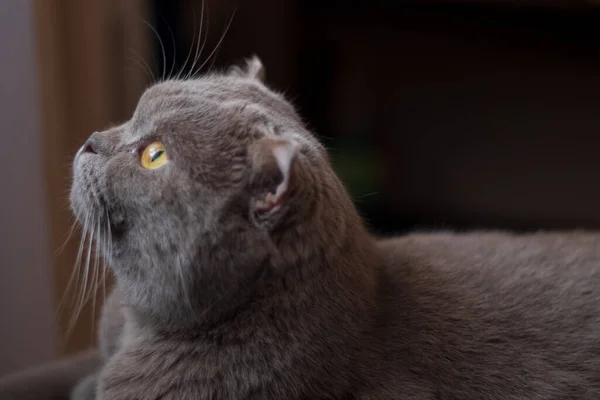 İskoç bakışları sonsuzluğu fırlatır.